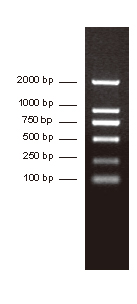 DNA Ladder (100-2000 bp) (分子生物学) | Bioss