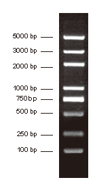 DNA Marker (100-5000 bp) (分子生物学) | Bioss