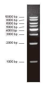 DNA Ladder (1000-10000 bp) (分子生物学) | Bioss
