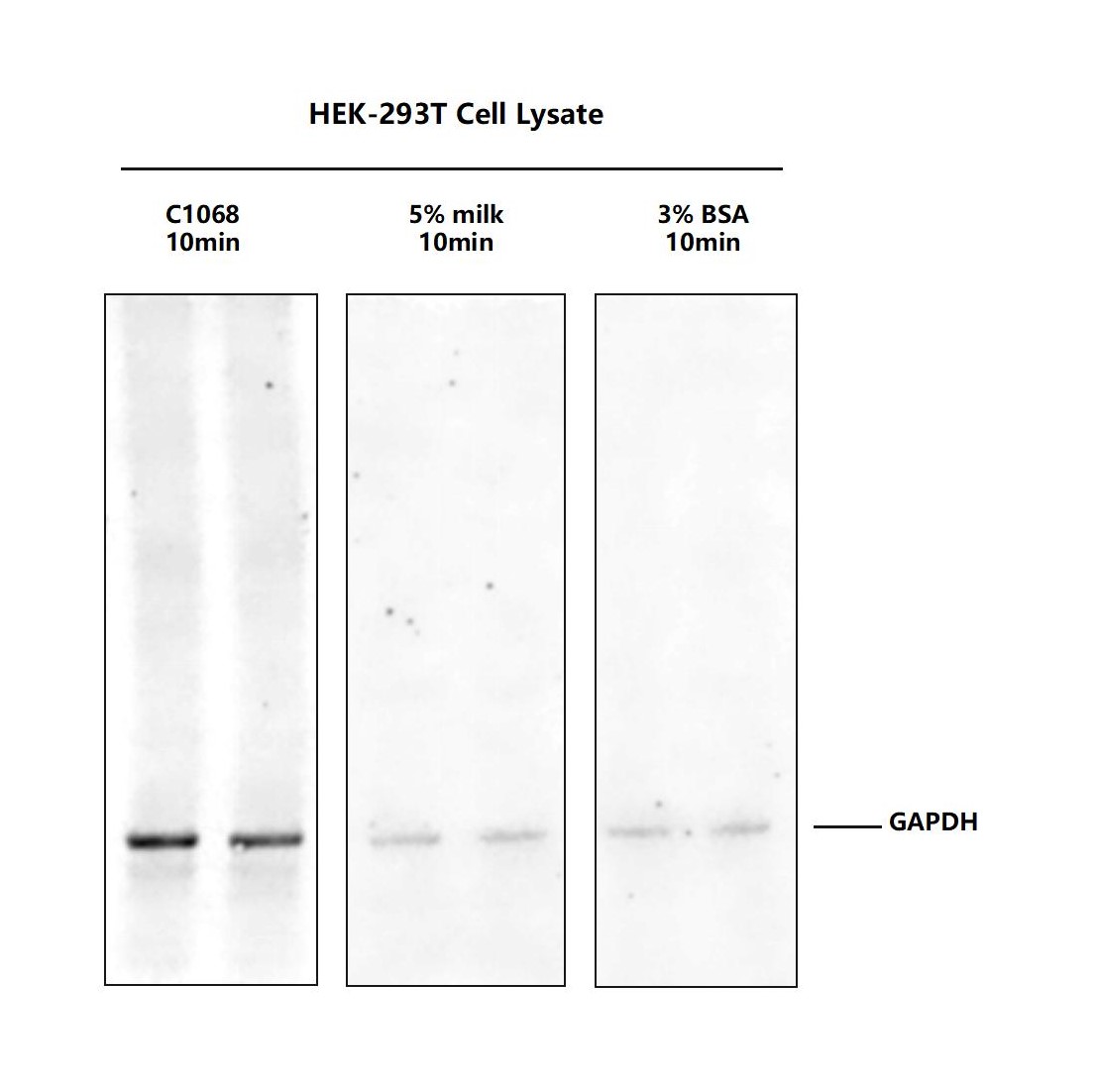 无蛋白快速封闭液（5×）