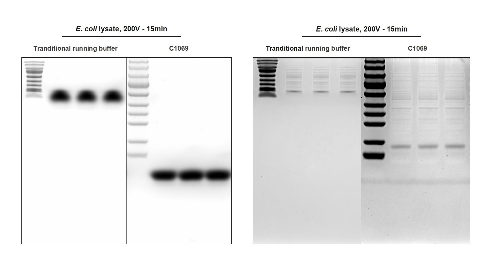 快速电泳液（10×，Tris-Gly）