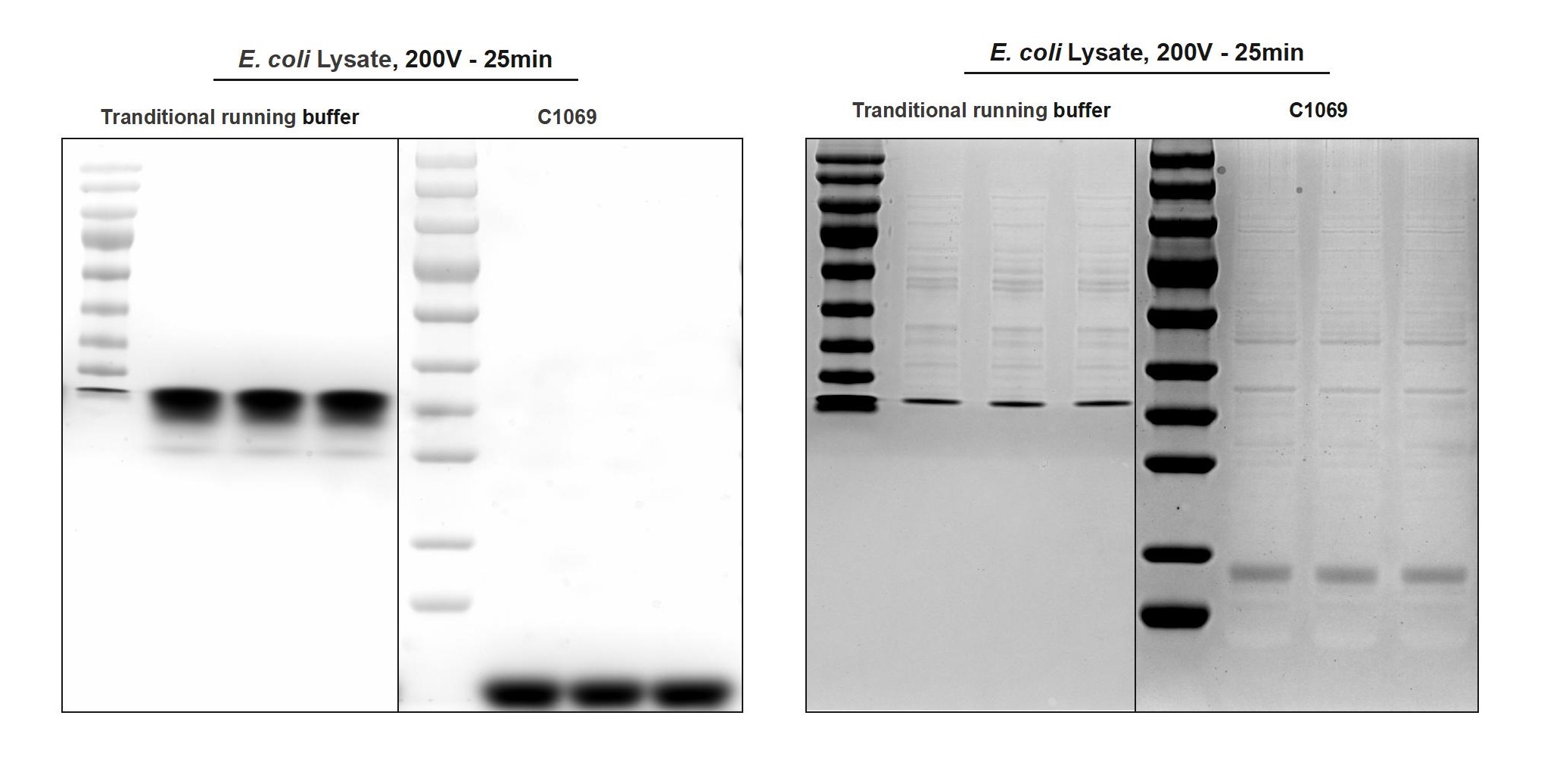快速电泳液（10×，Tris-Gly）
