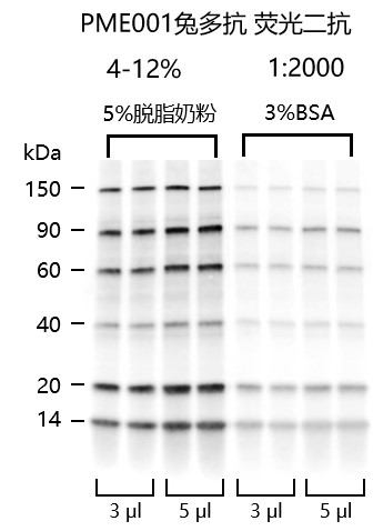 非预染可曝光蛋白Marker