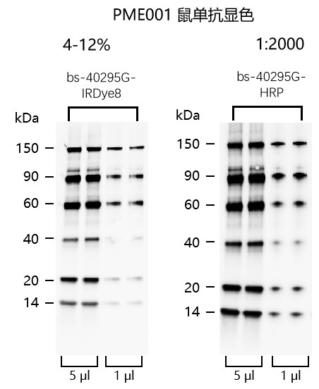 非预染可曝光蛋白Marker