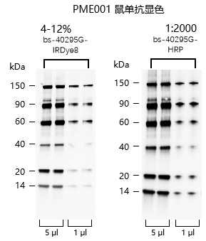 非预染可曝光蛋白Marker