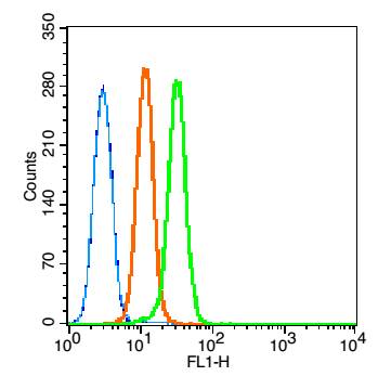 活化半胱胺酸蛋白酶蛋白-9抗体-bs-0049R