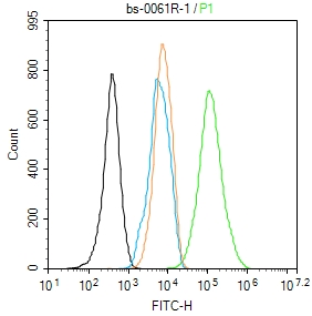 β-肌动蛋白/β-Actin(内参)抗体