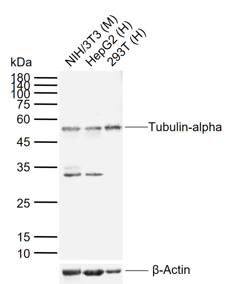 alpha-Tubulin Rabbit pAb, Loading Control (一抗) | Bioss