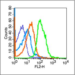 端粒酶反转录酶抗体-bs-0233R