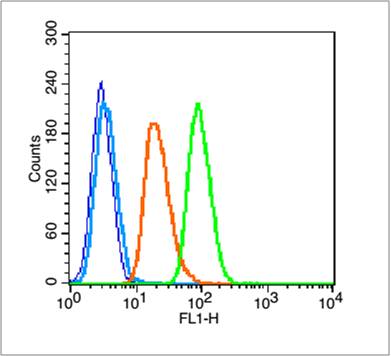 14-3-3蛋白/14-3-3 α/β/γ/δ/ε亚型抗体-bs-0237R
