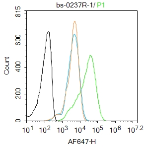 14-3-3蛋白/14-3-3 α/β/γ/δ/ε亚型抗体-bs-0237R