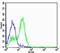 糖皮质激素受体抗体-bs-0252R