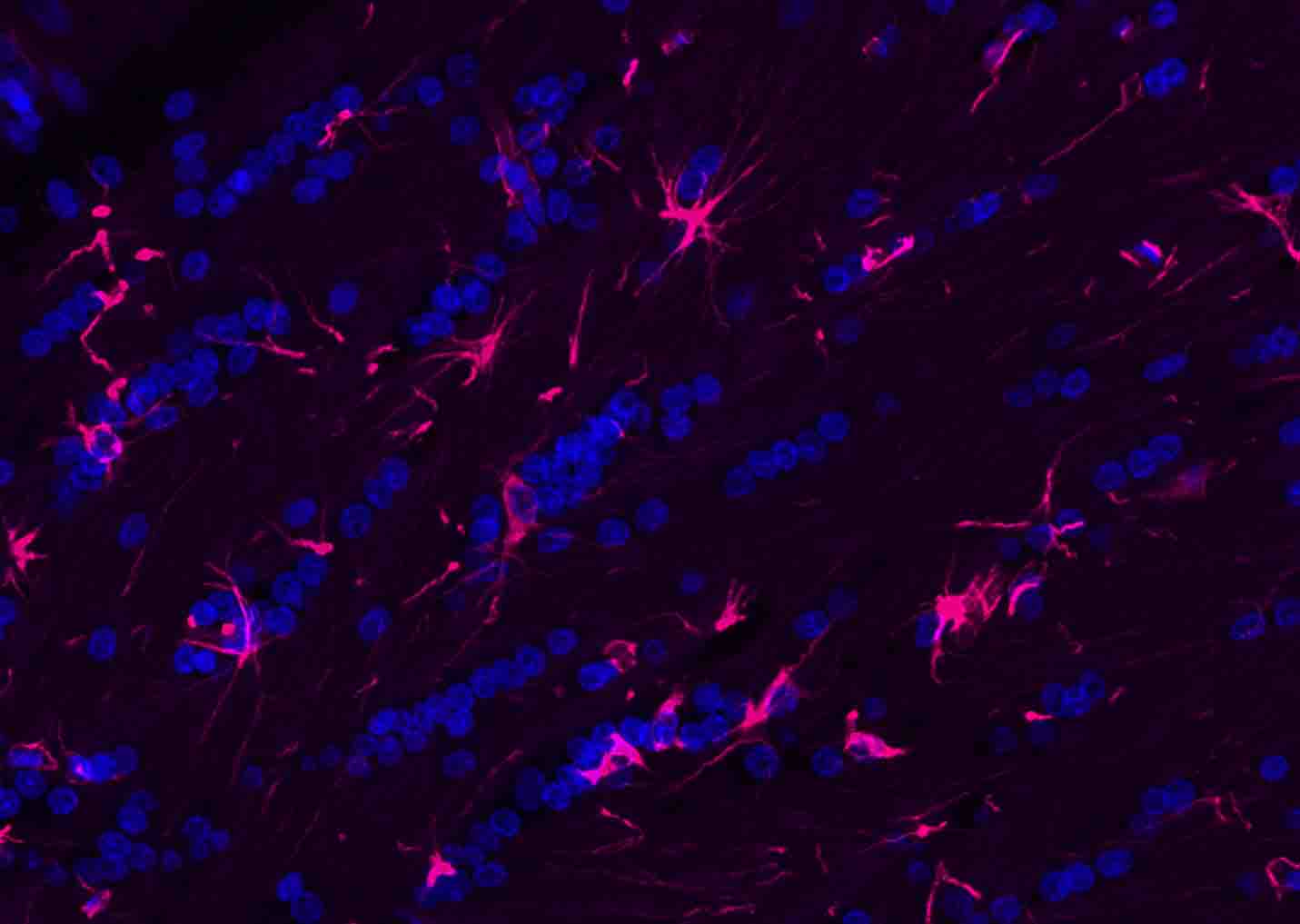 BF594标记的驴抗兔IgG H&L