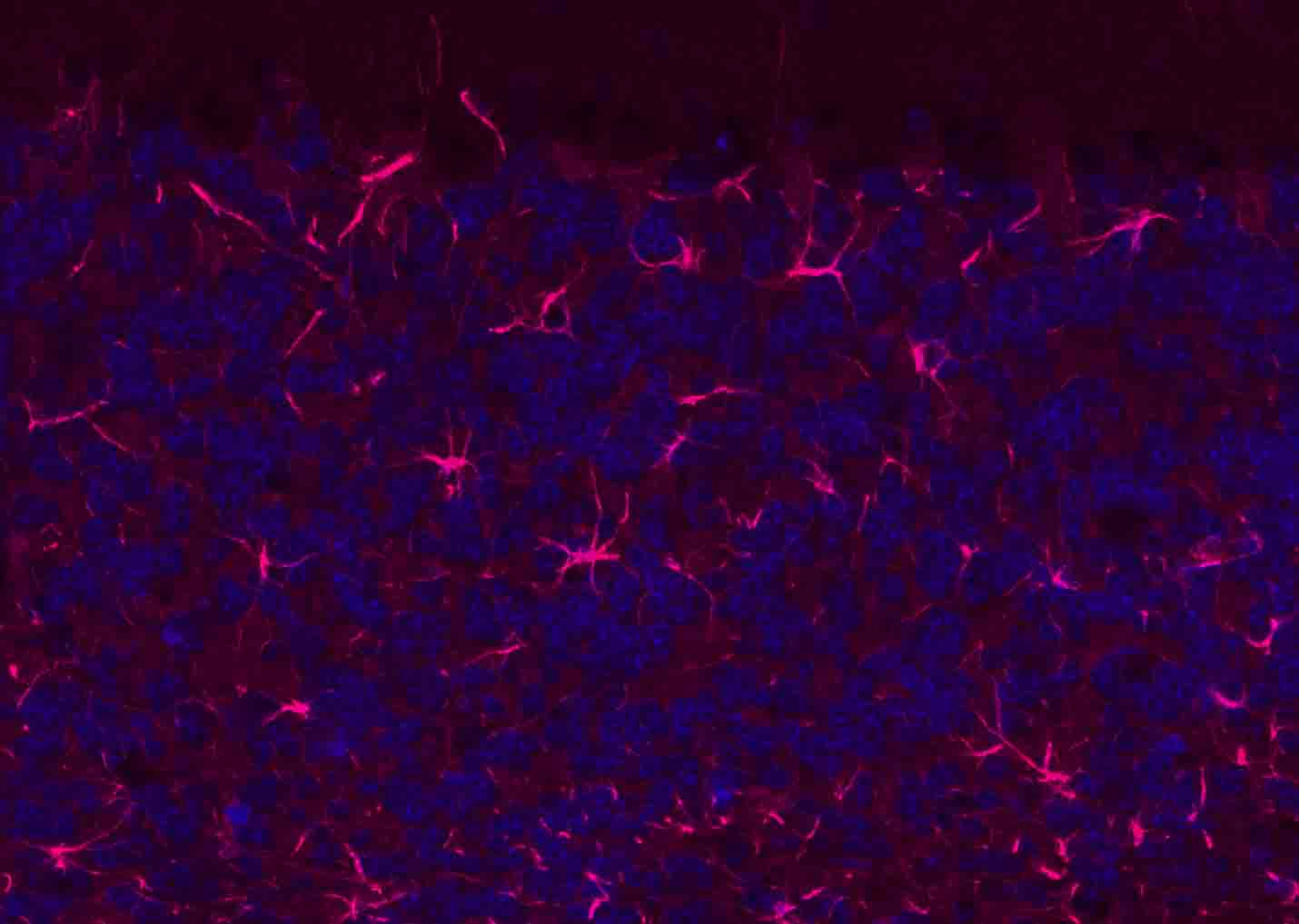 BF594标记的驴抗兔IgG H&L