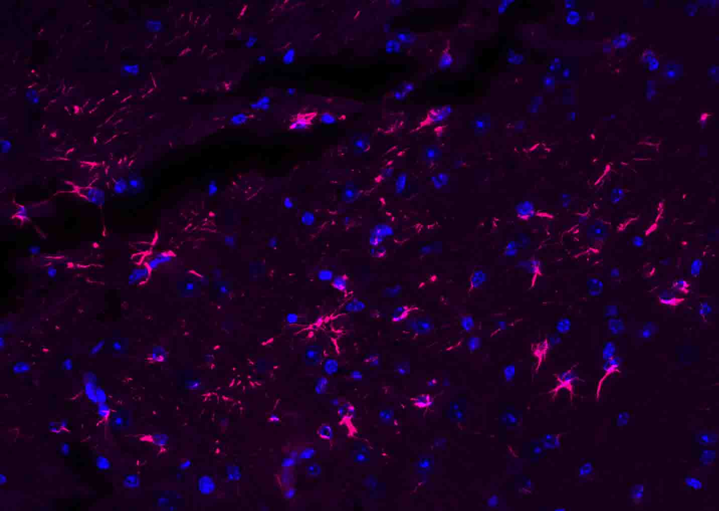 BF594标记的驴抗兔IgG H&L