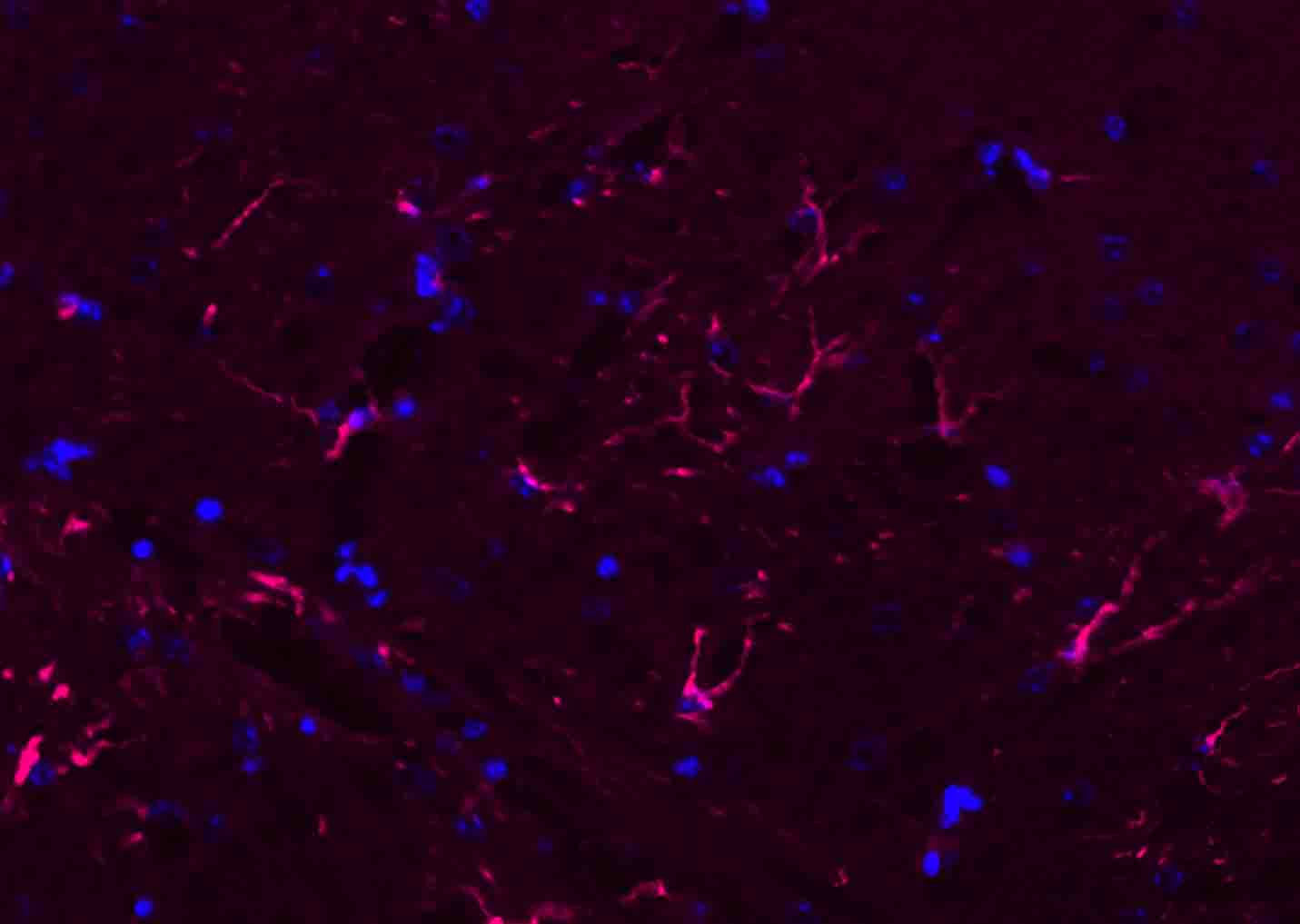BF594标记的驴抗兔IgG H&L
