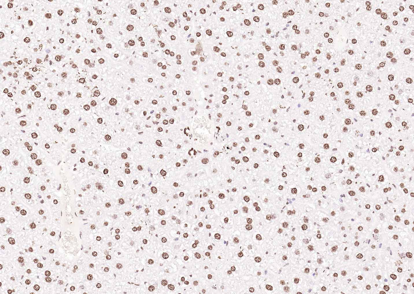 生物素标记的羊抗兔IgG H&L