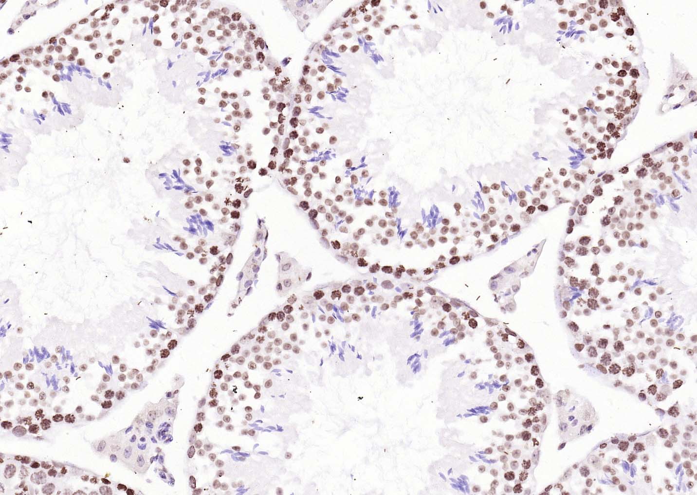 生物素标记的羊抗兔IgG H&L