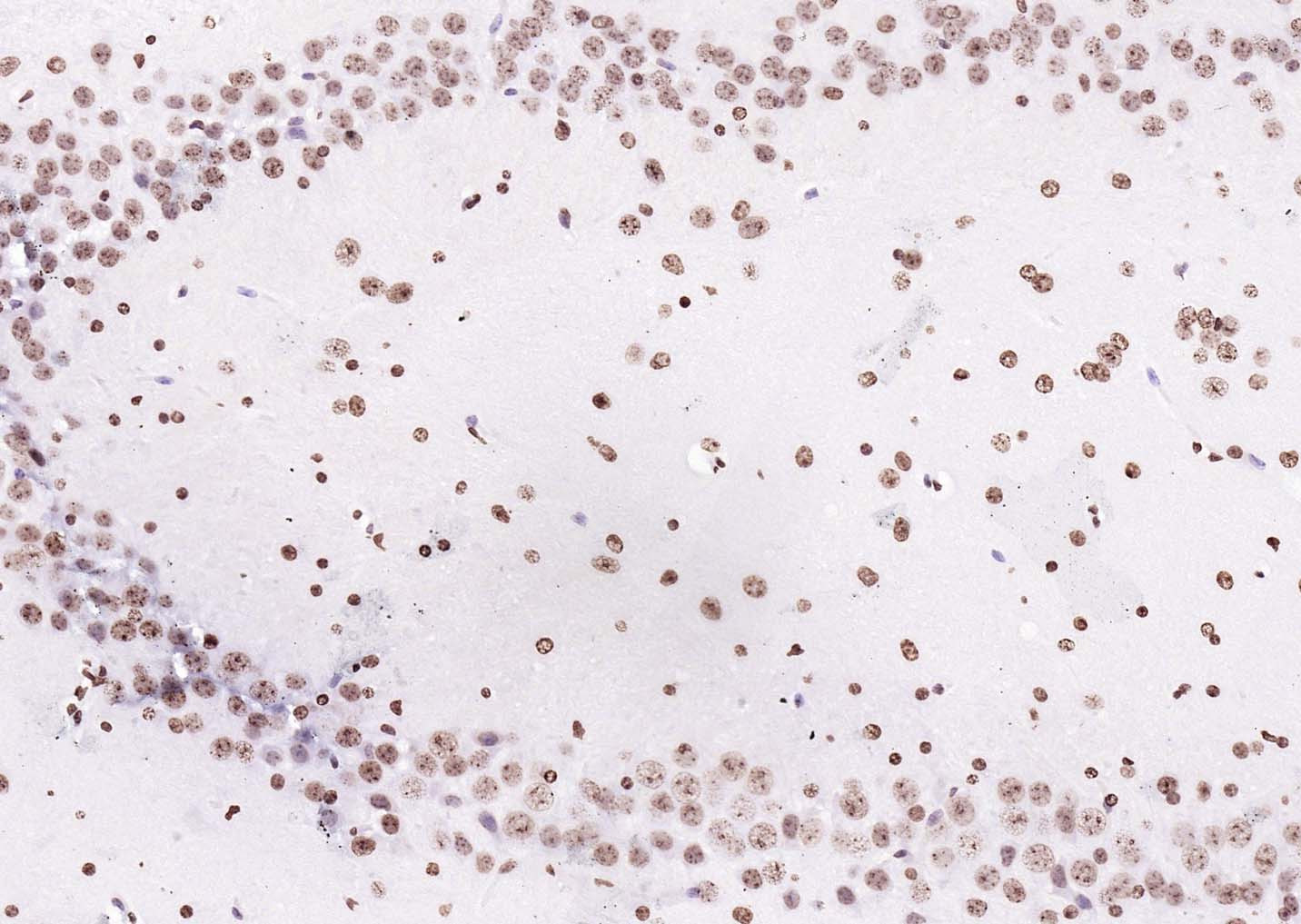 生物素标记的羊抗兔IgG H&L