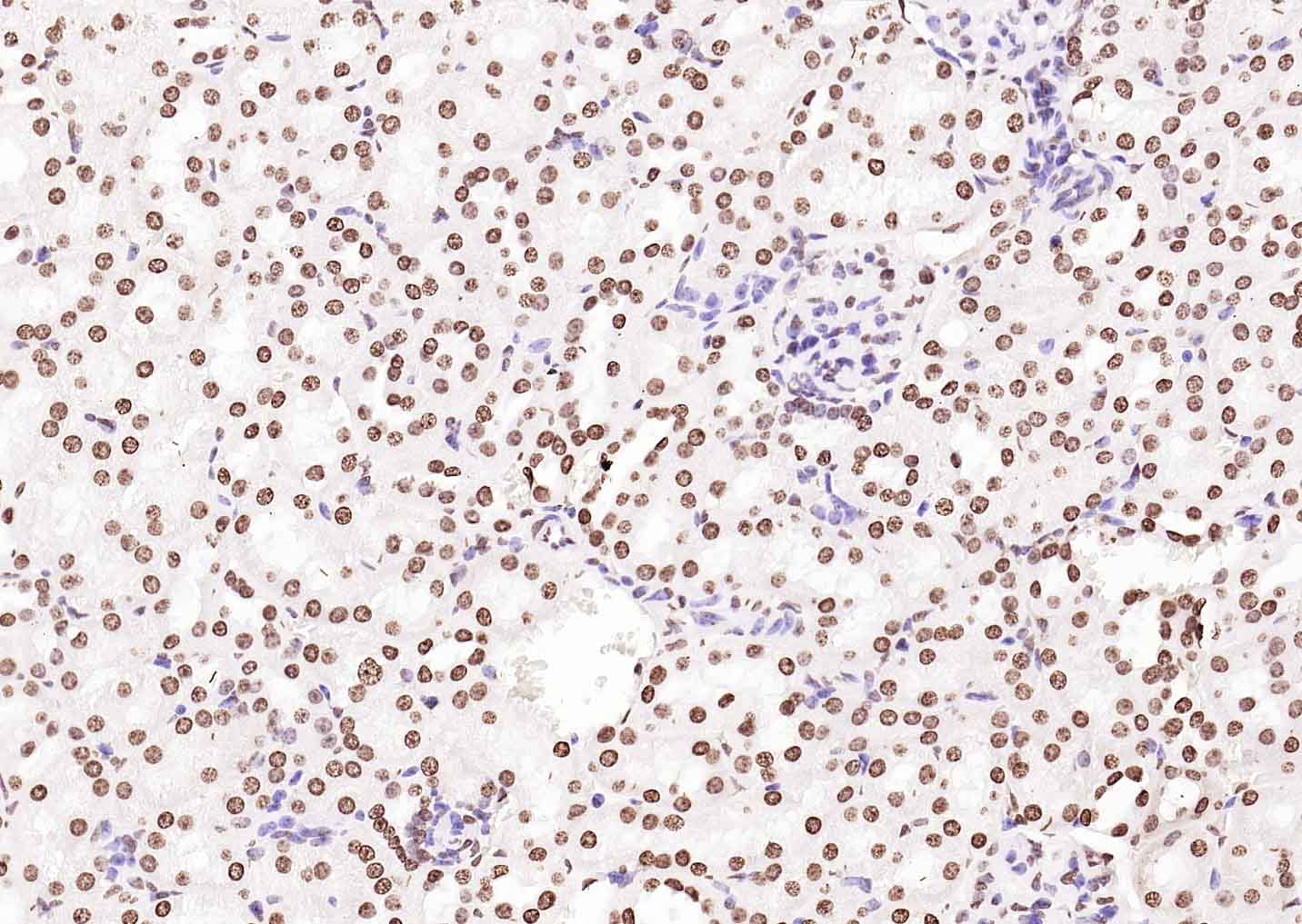 生物素标记的羊抗兔IgG H&L