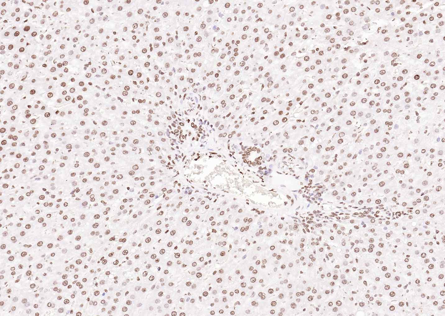 生物素标记的羊抗兔IgG H&L