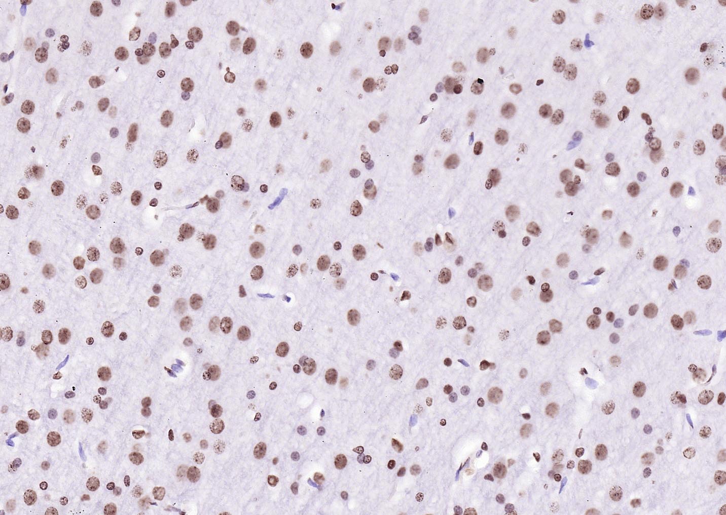 生物素标记的羊抗兔IgG H&L