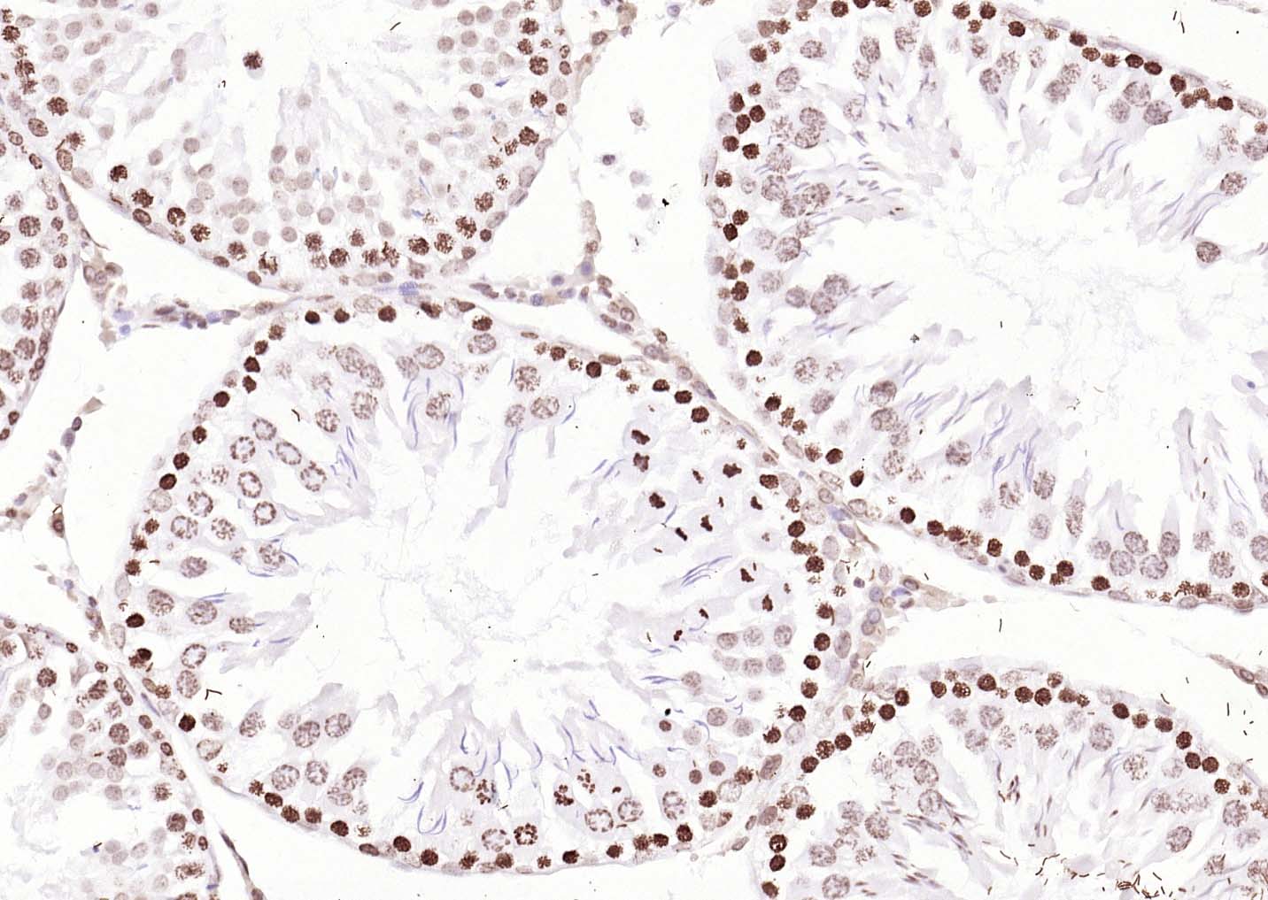 生物素标记的羊抗兔IgG H&L