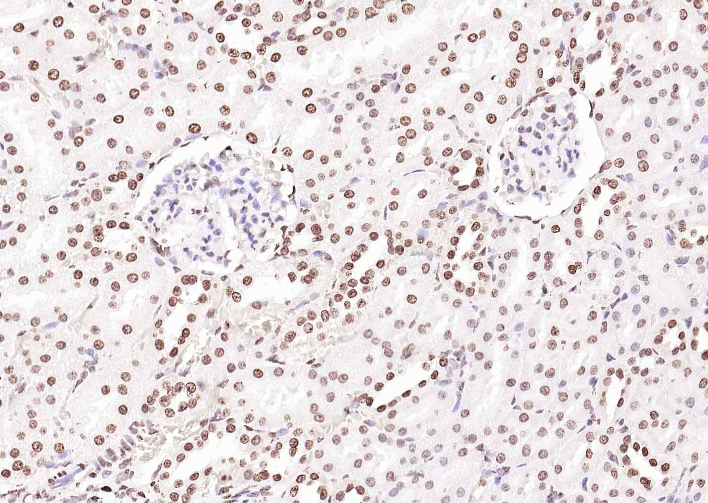 生物素标记的羊抗兔IgG H&L