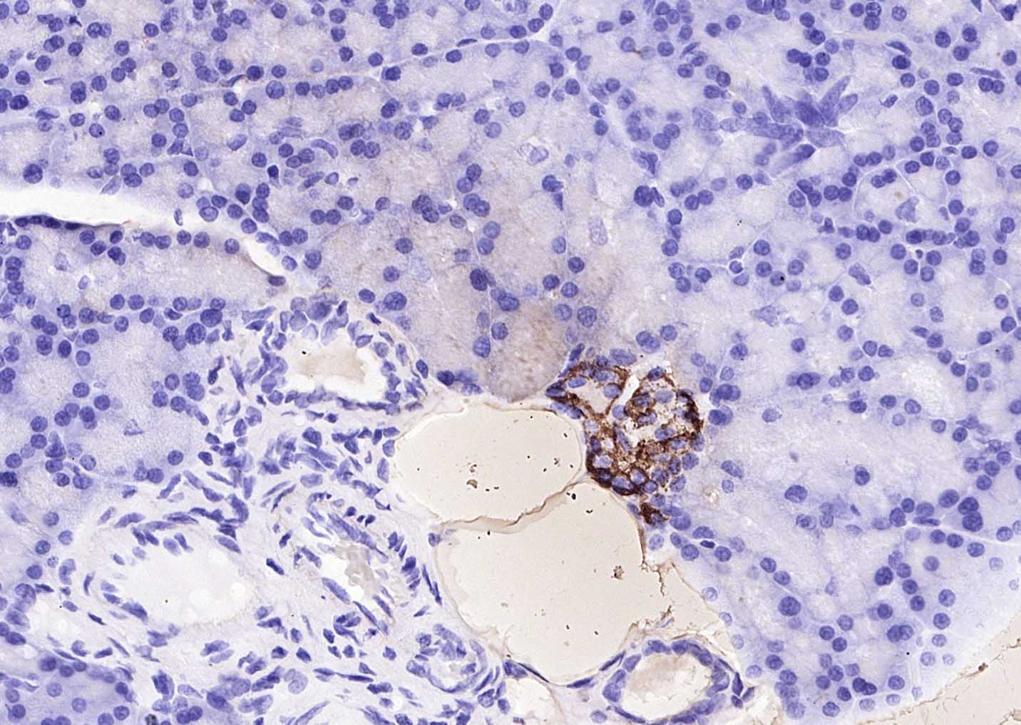 生物素标记的羊抗兔IgG H&L