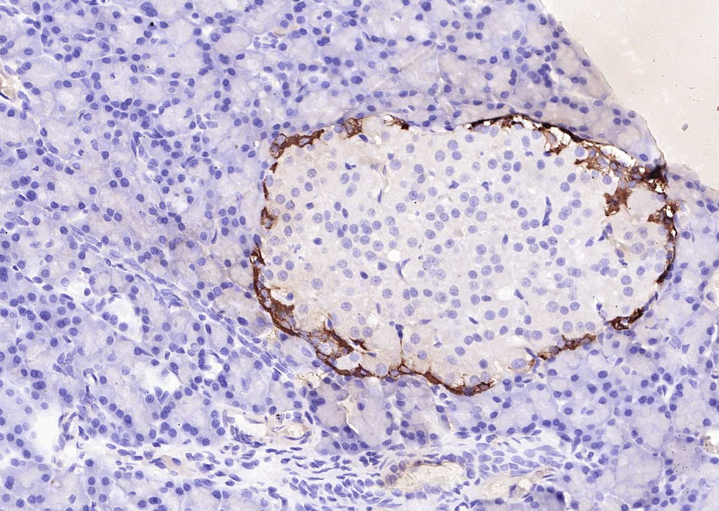 生物素标记的羊抗兔IgG H&L