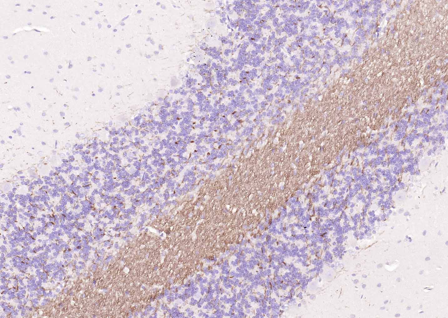 生物素标记的羊抗兔IgG H&L