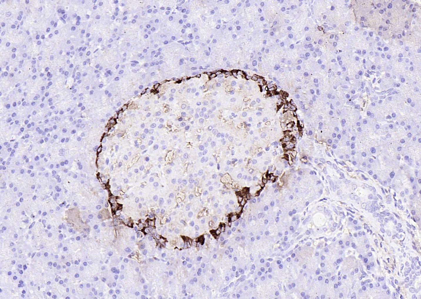 辣根过氧化物酶标记的羊抗兔IgG H&L