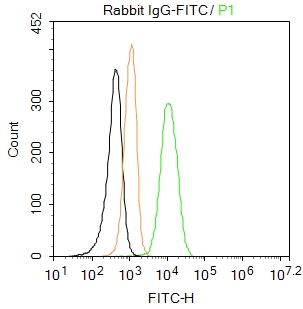 Rabbit IgG / FITC (标记免疫球蛋白) | Bioss