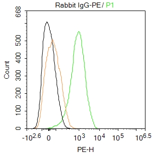 Rabbit IgG / PE (标记免疫球蛋白) | Bioss