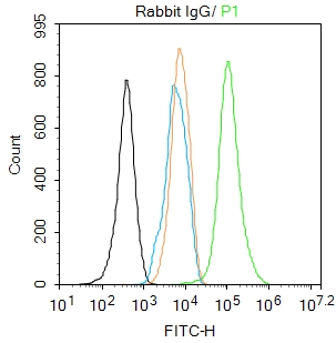 Rabbit IgG (免疫球蛋白) | Bioss