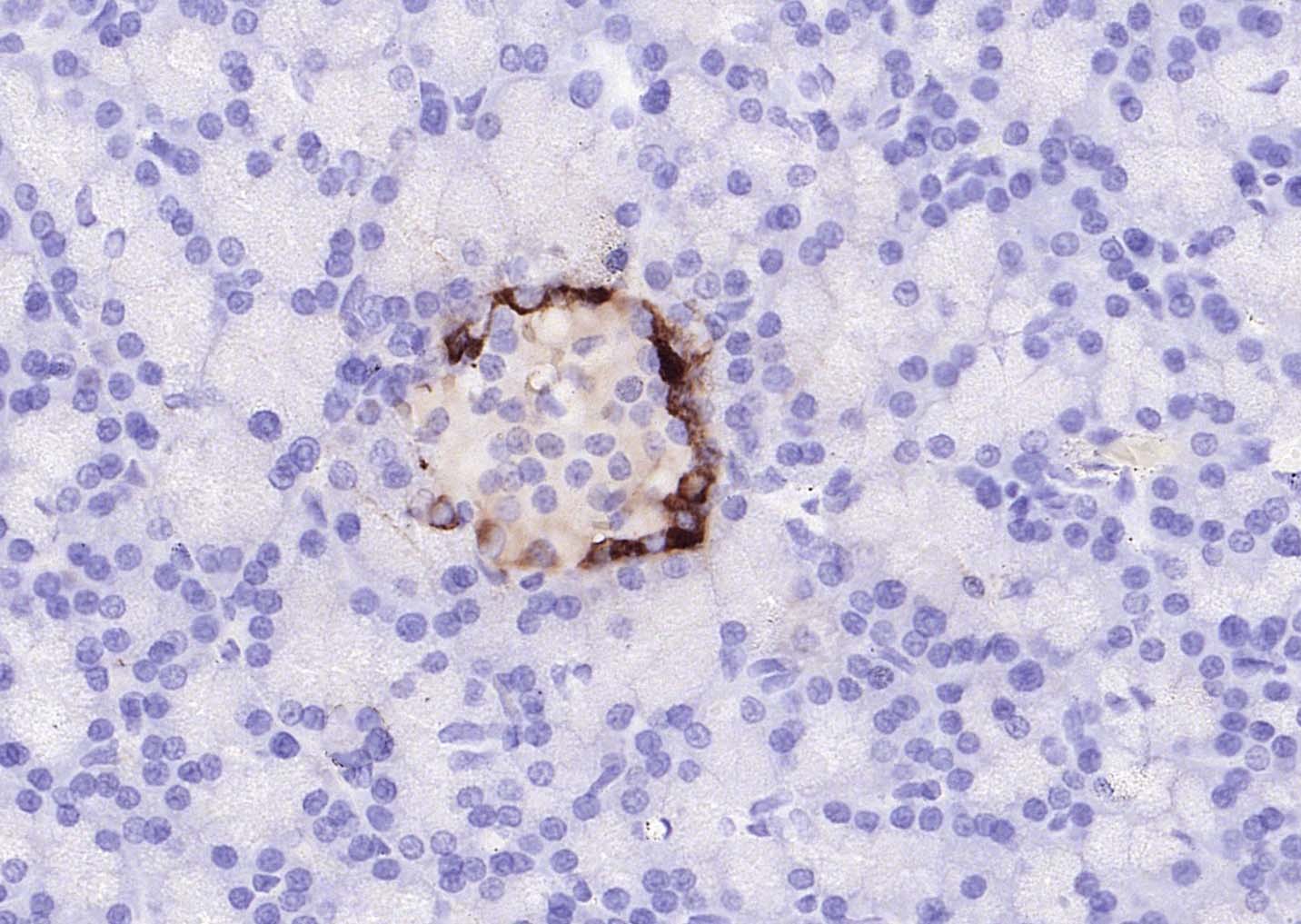 生物素标记的羊抗小鼠IgG H&L