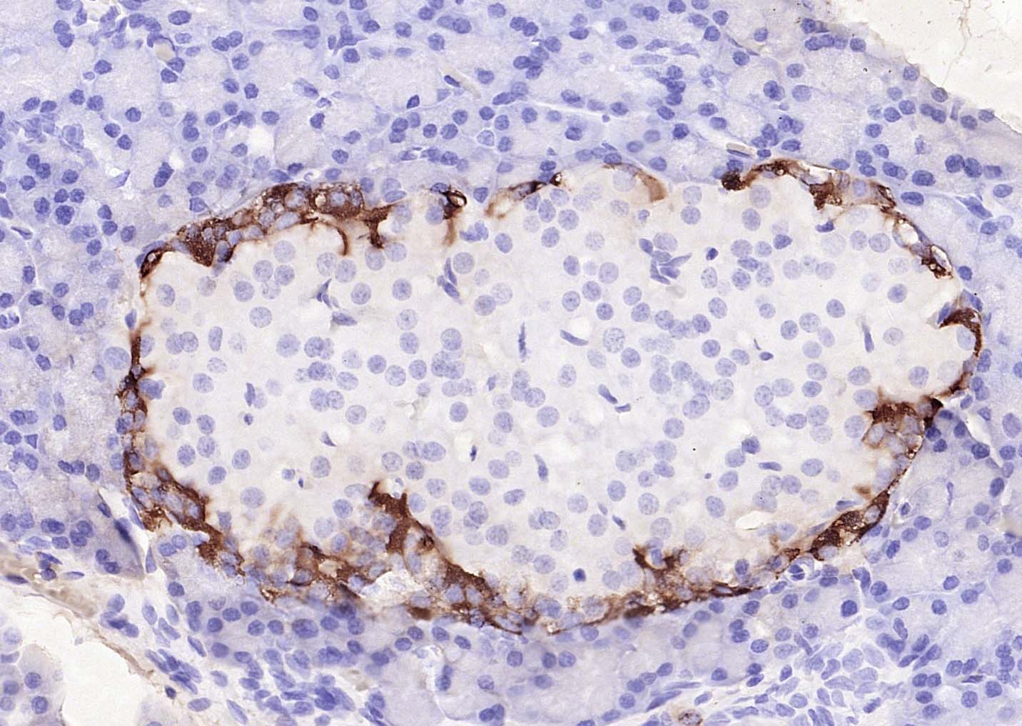 生物素标记的羊抗小鼠IgG H&L