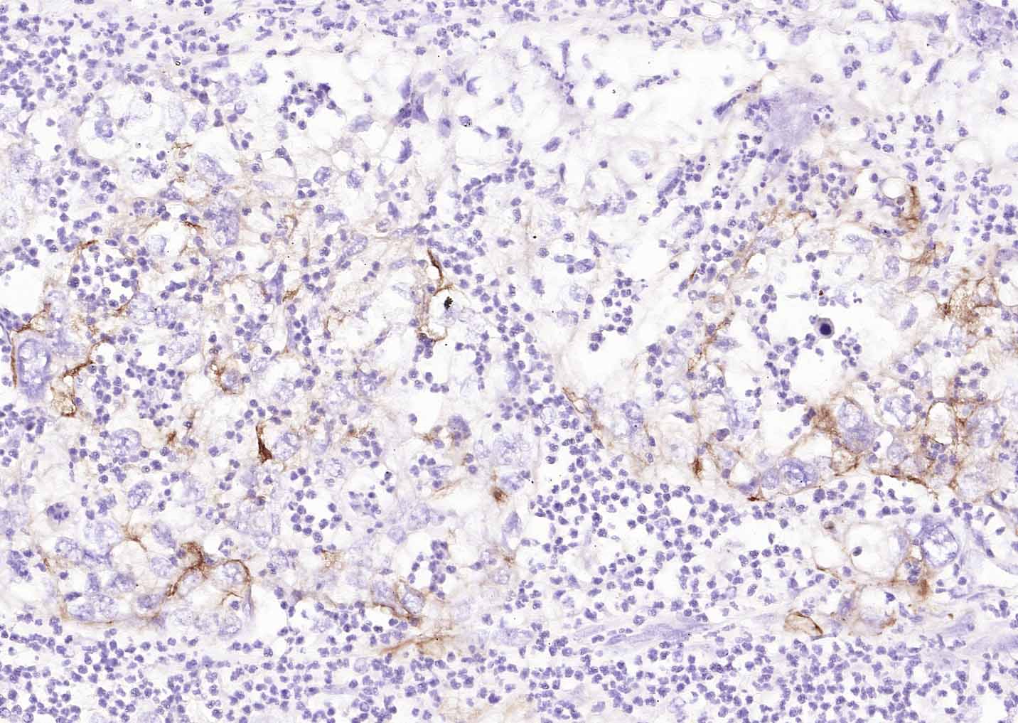 生物素标记的羊抗小鼠IgG H&L