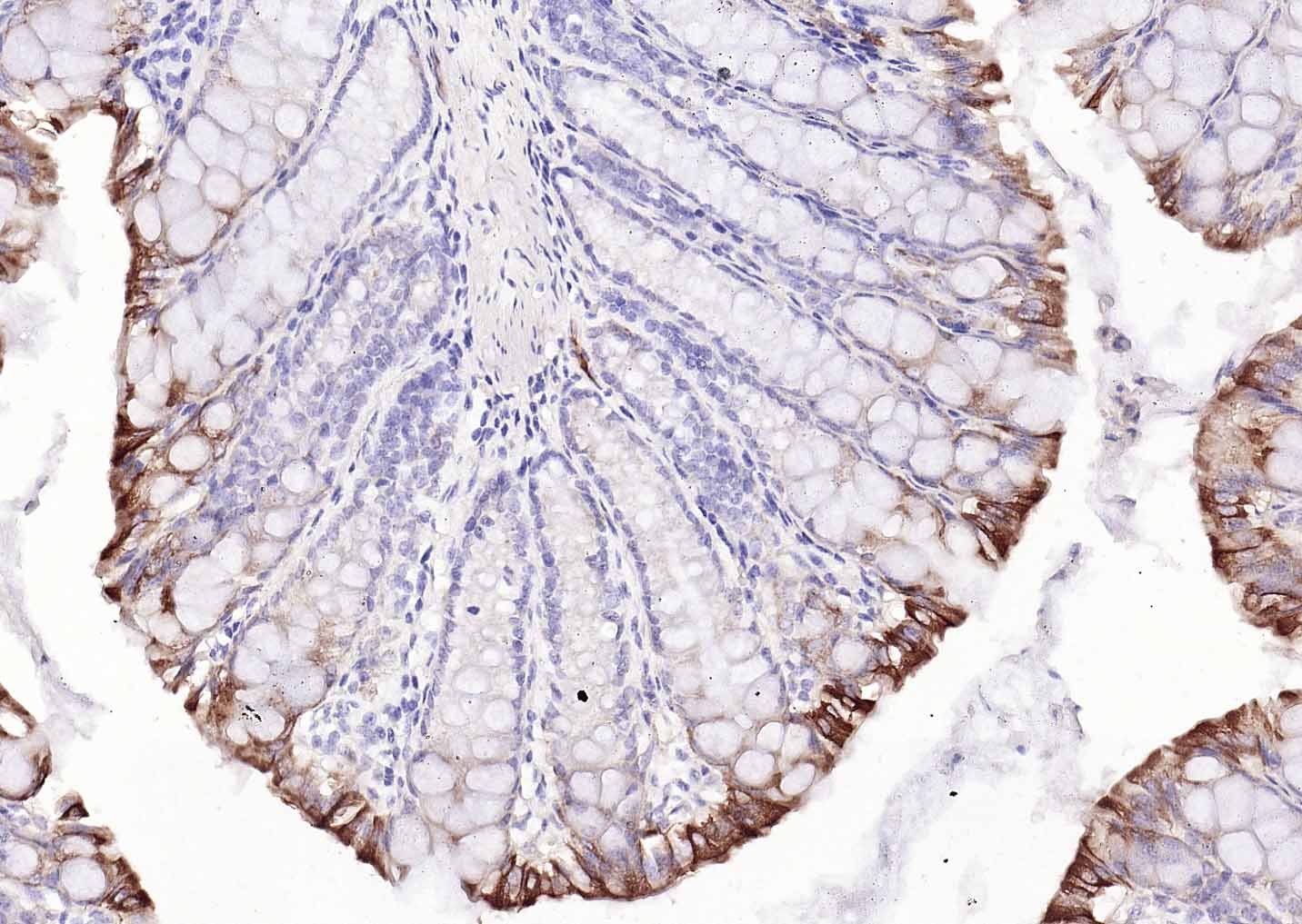 生物素标记的羊抗小鼠IgG H&L