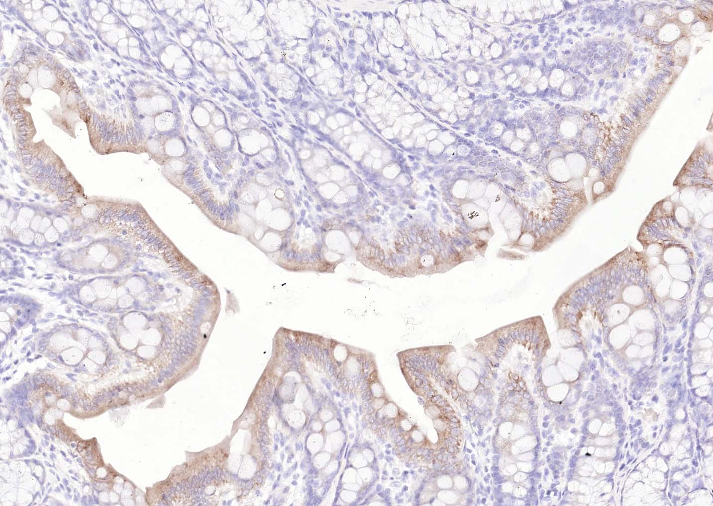 生物素标记的羊抗小鼠IgG H&L