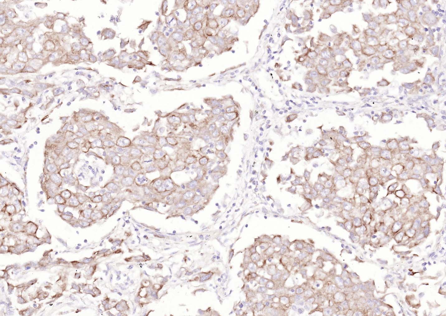 生物素标记的羊抗小鼠IgG H&L