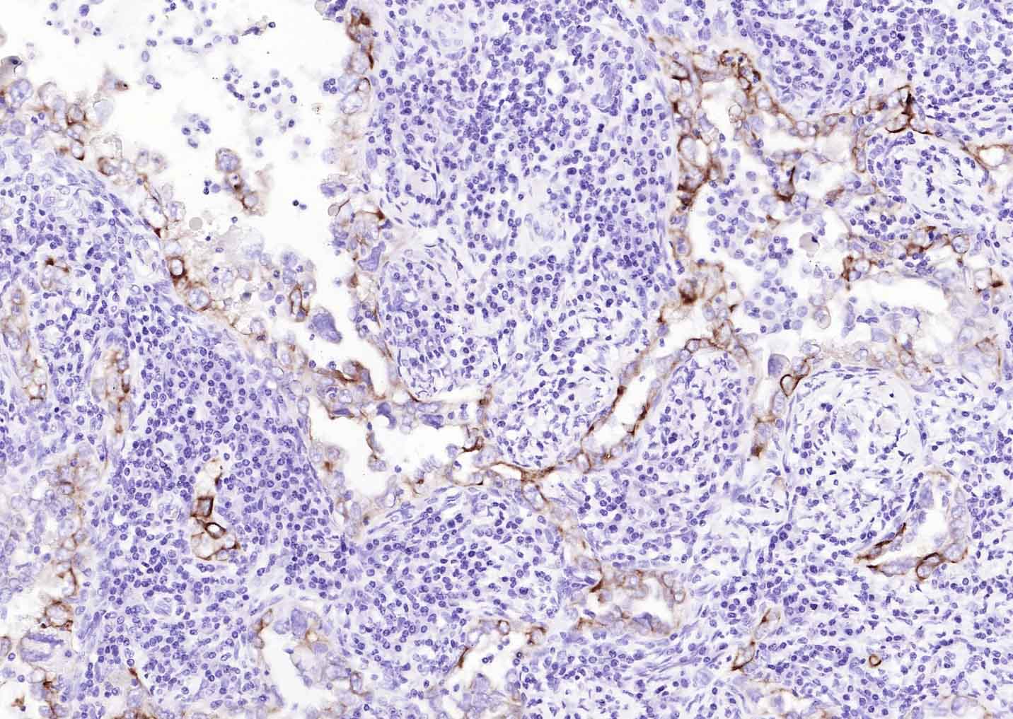生物素标记的羊抗小鼠IgG H&L