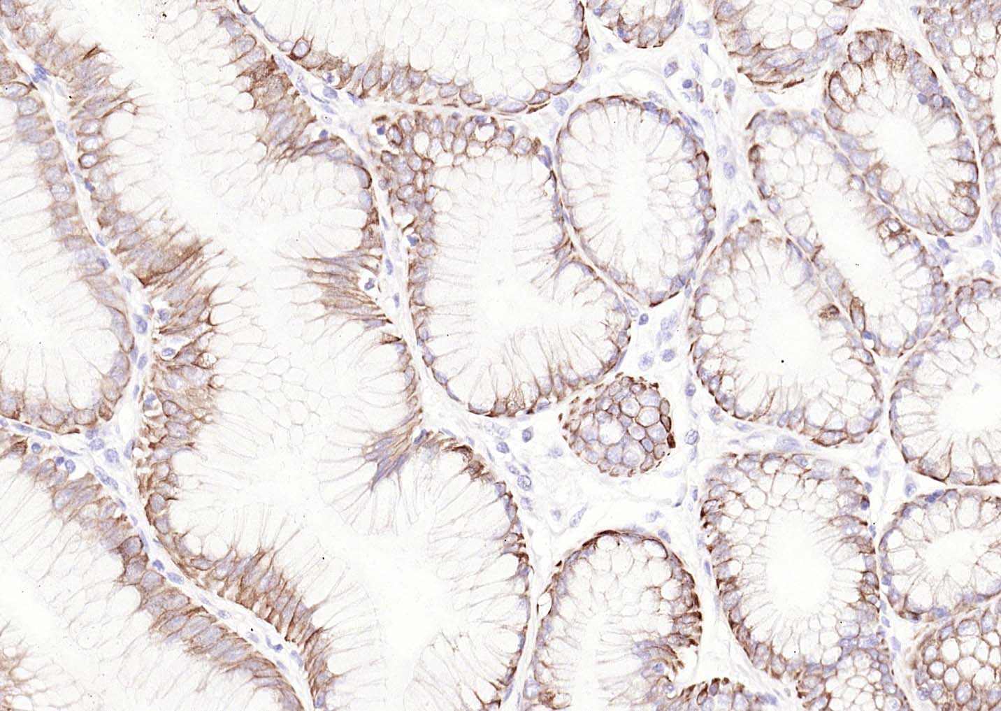 生物素标记的羊抗小鼠IgG H&L