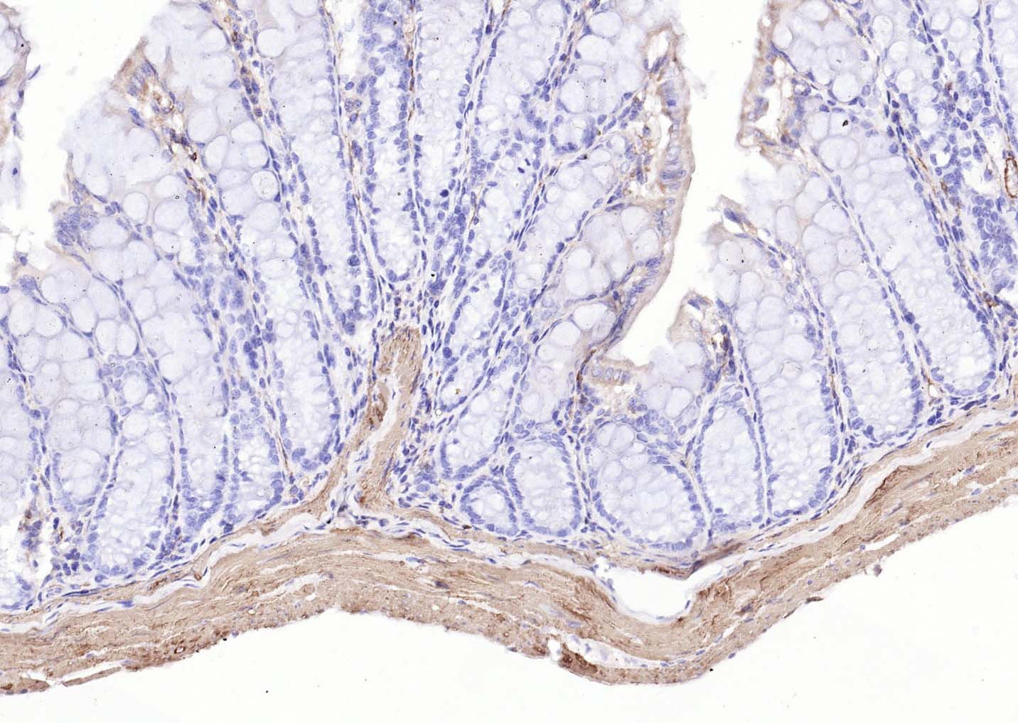 生物素标记的羊抗小鼠IgG H&L