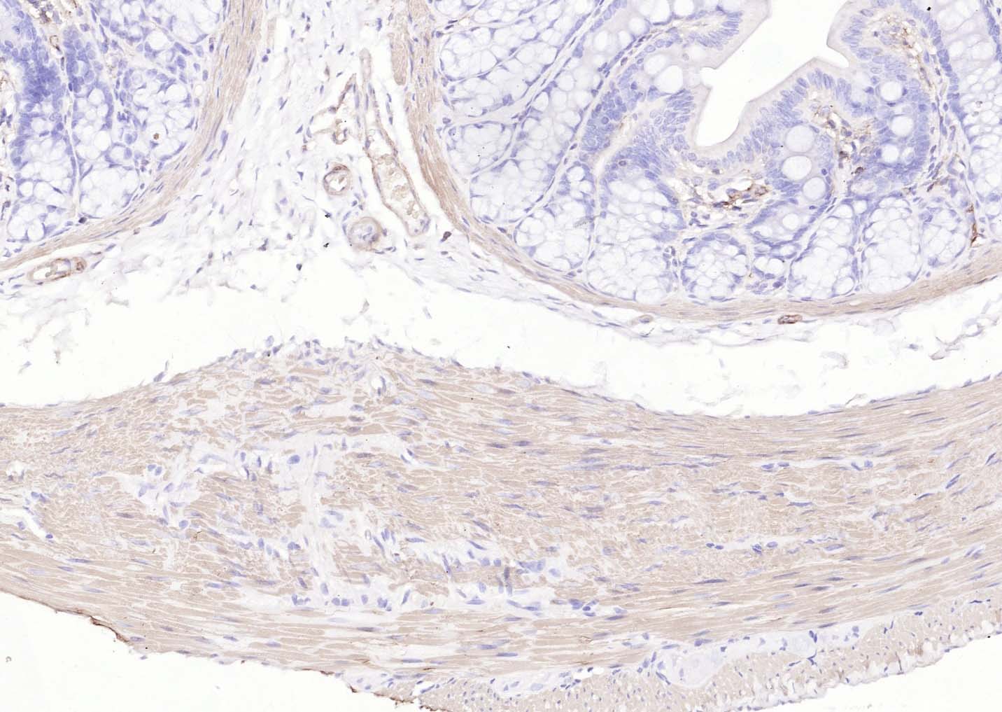 生物素标记的羊抗小鼠IgG H&L
