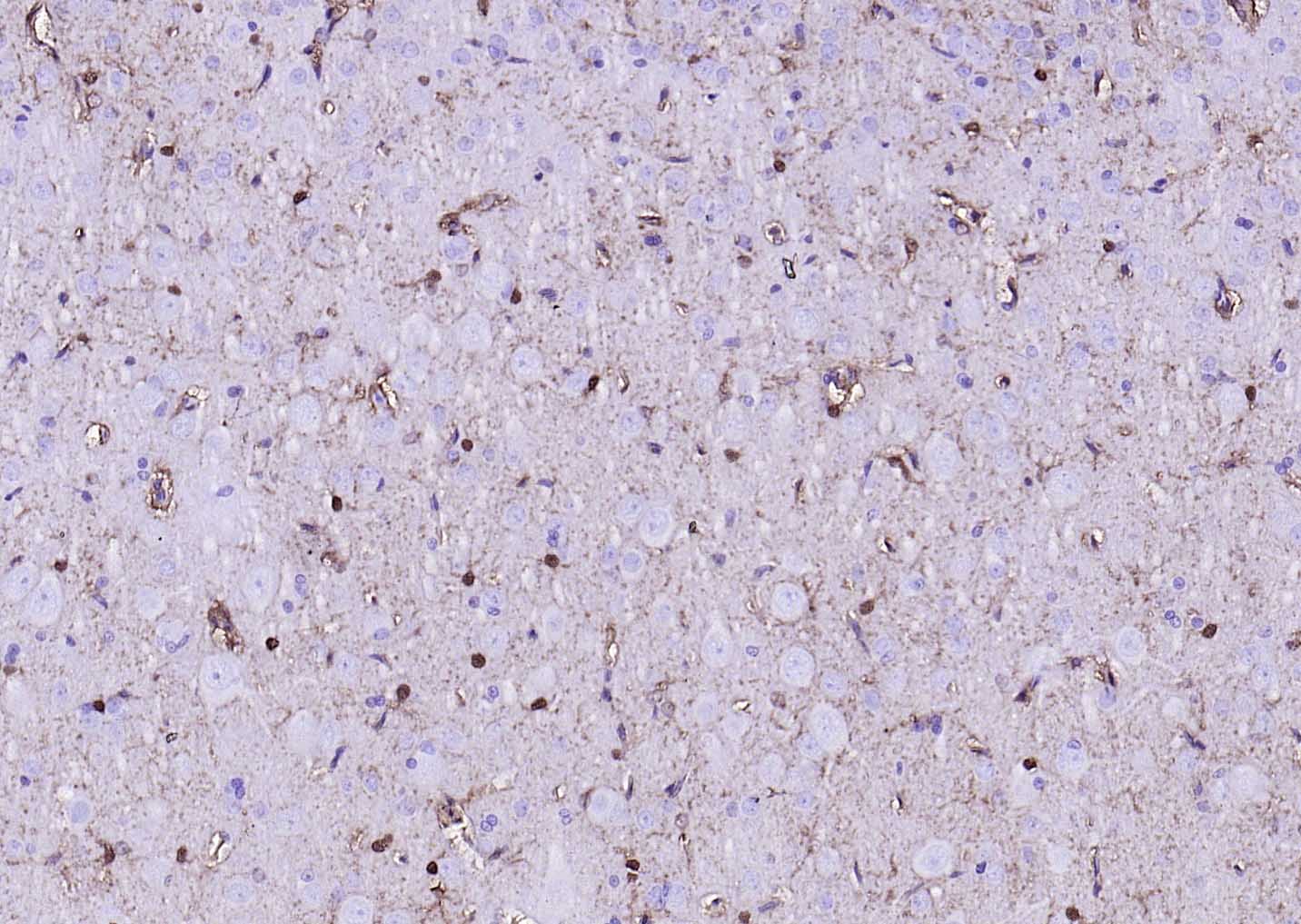 辣根过氧化物酶标记的羊抗小鼠IgG H&L