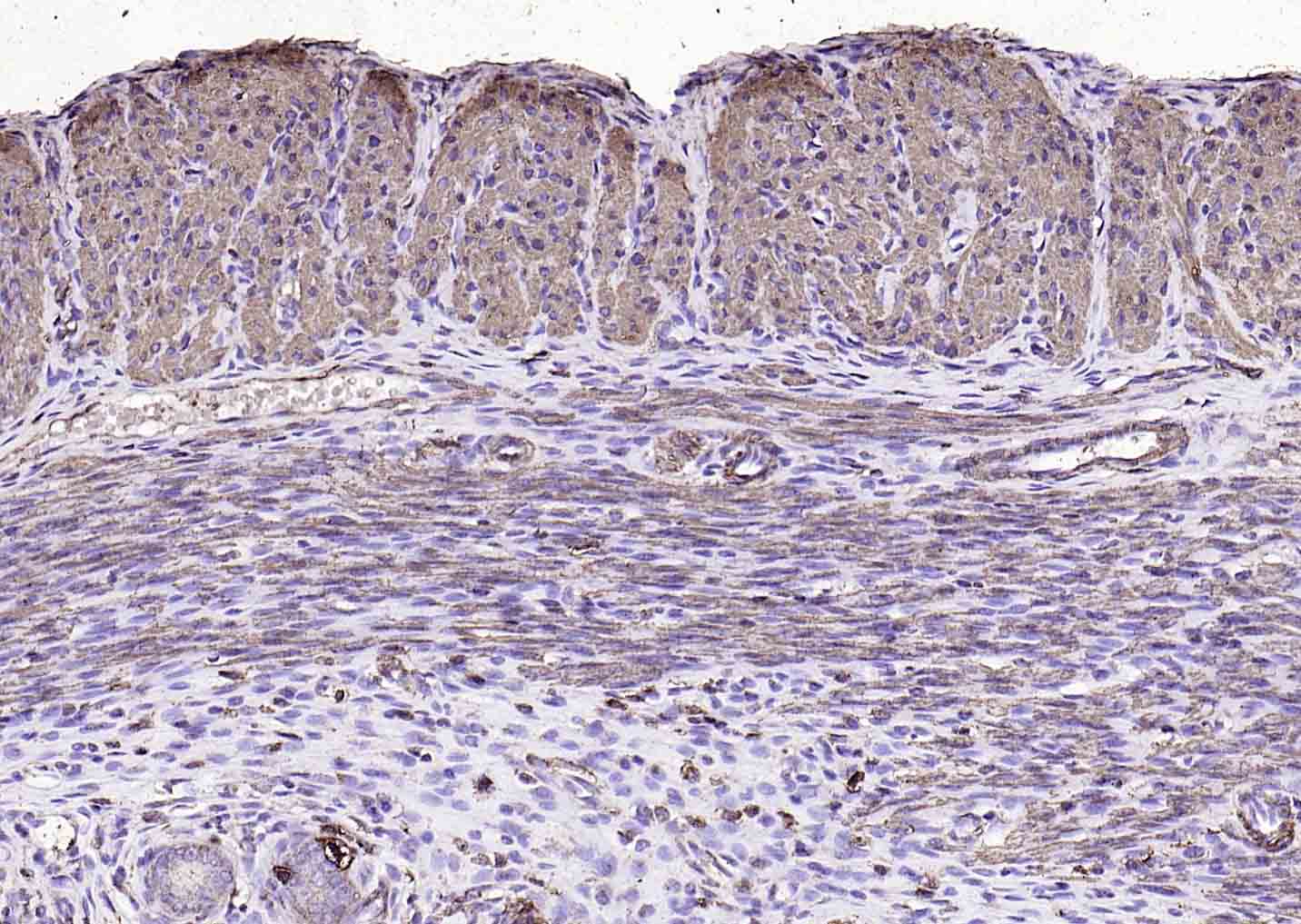 辣根过氧化物酶标记的羊抗小鼠IgG H&L