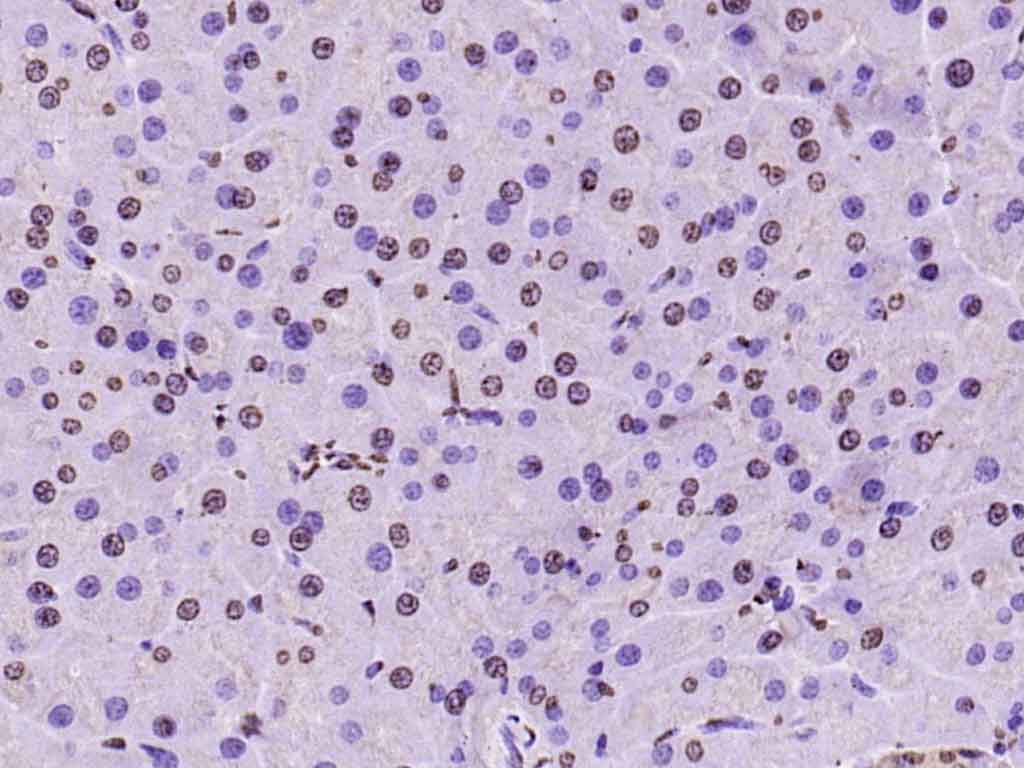 组蛋白H3（核内参）抗体-bs-0349R