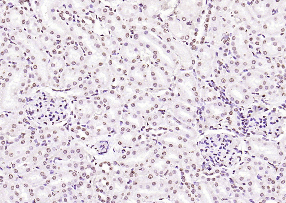 组蛋白H3（核内参）抗体-bs-0349R