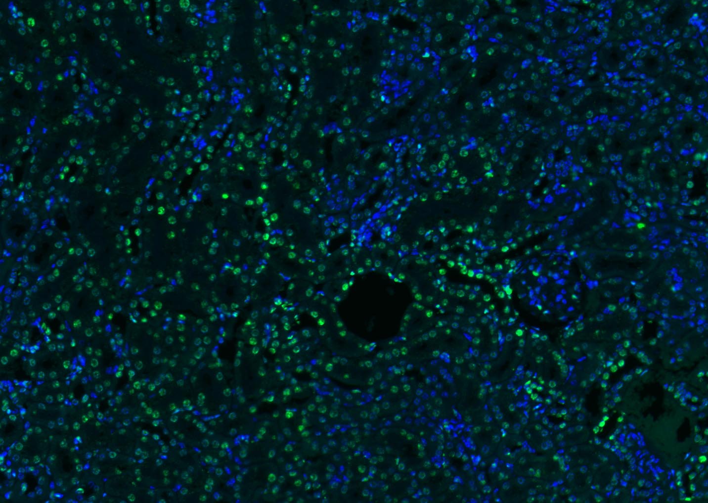 组蛋白H3（核内参）抗体-bs-0349R